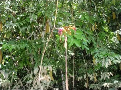 Quel oiseau d'Amazonie peut venir se percher sur ces branches ?
