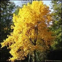 Quel est cet arbre dont la forme de la fleur ressemble  une tulipe ?