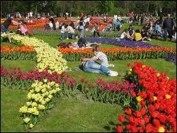 Quelle ville organise chaque anne une grande fte populaire appele la fte des tulipes ?