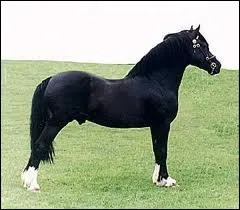 De quelle race est ce cheval ?