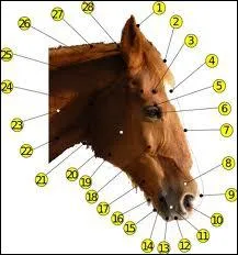 Comment s'appelle le numro 2 sur cette tte de cheval ?