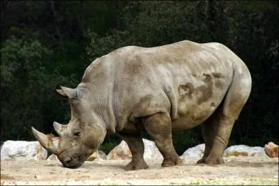Quel est cet animal ?