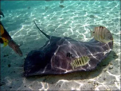 Quel est cet animal ?