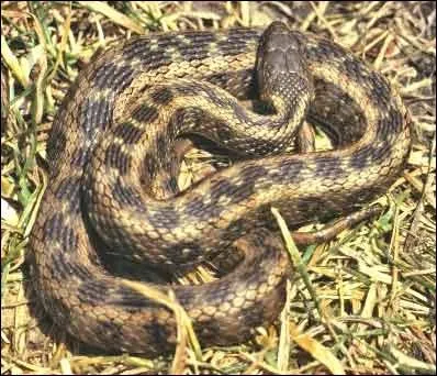 Quel est cet animal ?