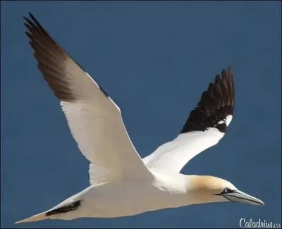  quelle vitesse le fou de Bassan plonge-t-il pour attraper sa proie ?