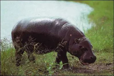 Pourquoi l'hippopotame fait-il tourner sa queue comme une hlice ?