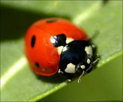  quoi sert la carapace rouge tachete de noir des coccinelles ?