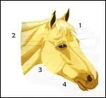 Comment se nomment ces 4 parties ?