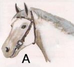 Quiz Galop 3
