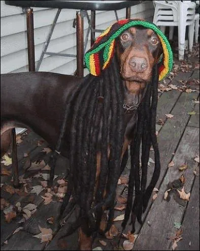 Comme vous avez t sage, il va vous chanter une chanson !