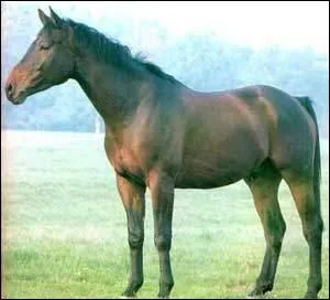 Ce cheval est-il dans l'impulsion ?