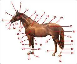 Quel nom donne-t-on  la partie de l'anatomie du cheval reprsente au n7 ?
