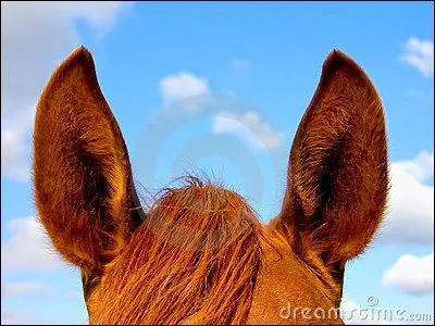 Indiquez sur ce dessin la signification du placement des oreilles et l'attitude du cavalier qui en dcoule :