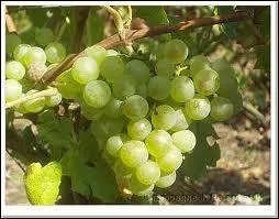 A partir de quel cpage pourra-t-on faire du vin blanc ?