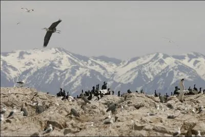 Sur cette photo, on aperoit des golands, des cormorans et ce qui semble tre un marabout, ce qui indique ...