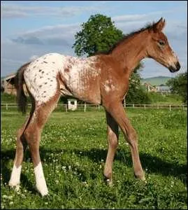 Ce poulain appaloosa est ... ?