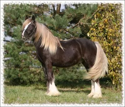 Ce cheval est de couleur chocolat aussi appel�e ... .