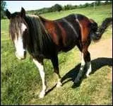 Cette robe est ... ?