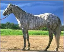 Cette couleur porte le nom de celle d'un chien laquelle ?