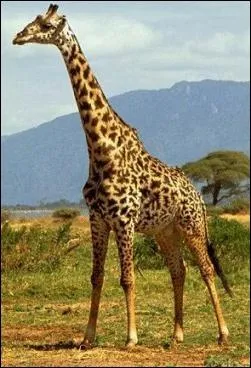 Quel est cet animal ?