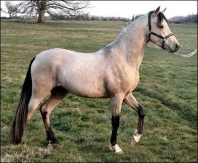 Quel est le nom de cette robe ?