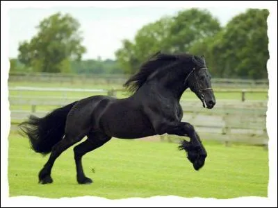 Laquelle de ces races n'existe pas ?