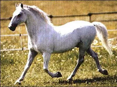 Quelle est cette robe ?