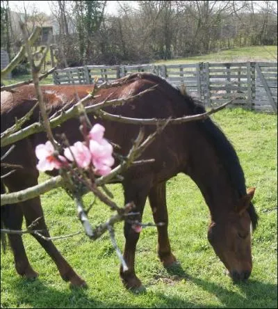 Quelles sont le trois parties du cheval ?