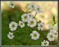 Quelles sont ces fleurs ?