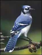 Quel est cet oiseau ?