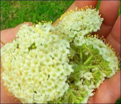 Quelle est cette plante ?