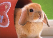 Quiz Animaux : Les lapins