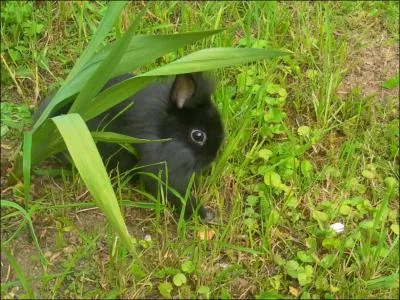 Cette lapine est une lapine... (Zoomer pour mieux voir ! )