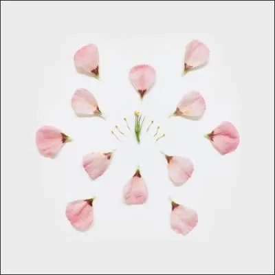 Quelle est cette fleur ?