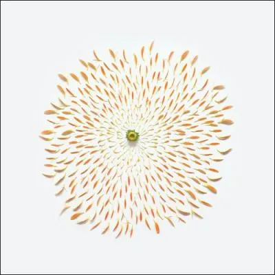 Quelle est cette fleur ?