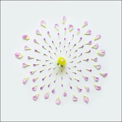 Quelle est cette fleur ?