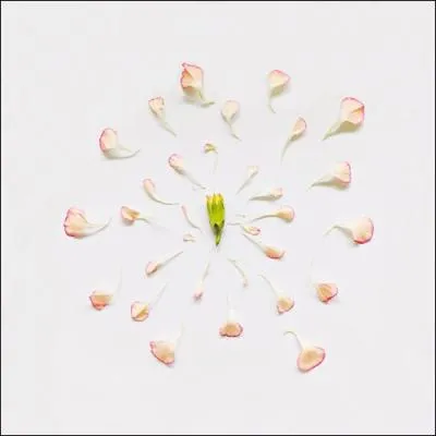 Quelle est cette fleur ?