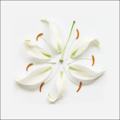 Quelle est cette fleur ?