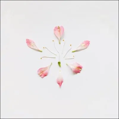 Quelle est cette fleur ?