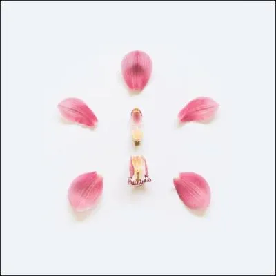 Quelle est cette fleur ?