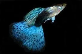 Le mle est moins color que la femelle.