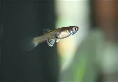 Les guppies mangent-ils leurs bbs ?