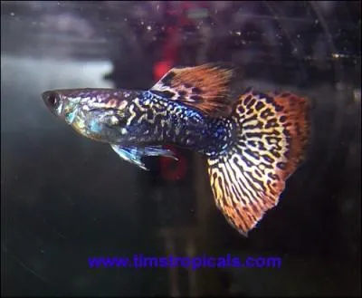 On peut mettre des  guppy  avec des  molly .