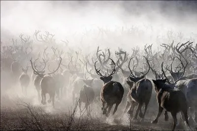 Les circonstances climatiques ne leurs donnent pas trop le choix, alors ils s'en contentent !