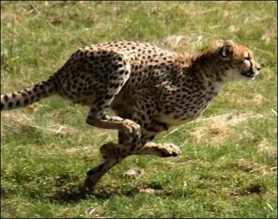 Fin gourmet, il n'aime pas les proies qu'il ne capture pas lui-mme, il a une prfrence marque pour ...