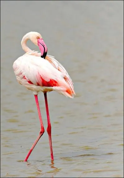 C'est la nourriture qu'il prfre, qui intensifie sa couleur !