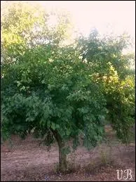 La damas de Tours est :