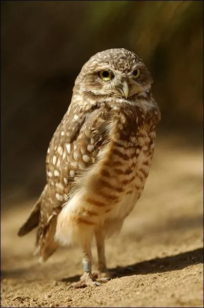 C'est en vous promenant aux environs de l'Ornoque, dans les Llanos du Vnzuela, que vous pourrez l'apercevoir !