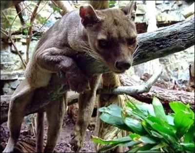 C'est dans cette le africaine, de l'Ocan Indien, que vous pourrez le voir !
