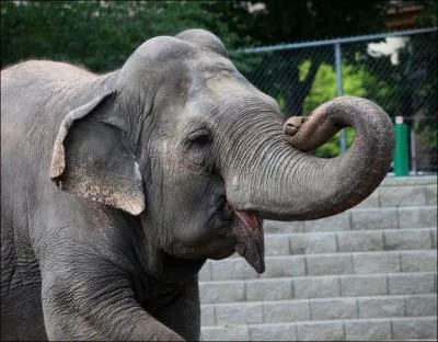 On le trouve aux abords de l'Ocan Indien, il est souvent dmuni de dfenses, sa trompe ne possde qu'une lvre, sa tte est bossele !